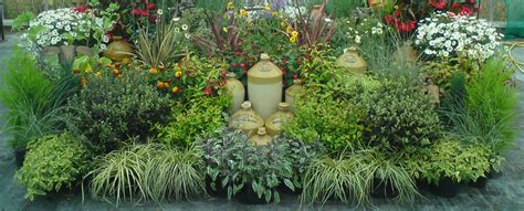 Summer Winter And Autumn Bedding Plants From Downside Nurseries