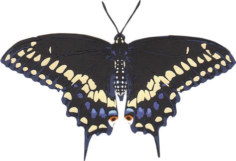 Black Swallowtail Butterfly Angela Drupsteen