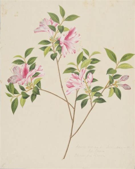 Heaveninawildflower Botanical Painting Chinese Artists Philadelphia