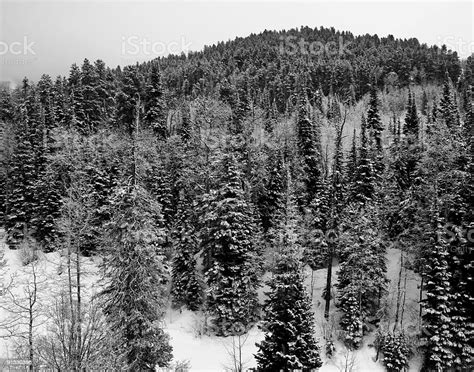 Snow Covered Pine Trees In Black And White Stock Photo Download Image