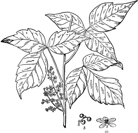 Poison Ivy Coloring Pages To Print Superhero Coloring Pages Porn Sex