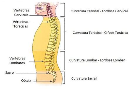 Coluna Vertebral O Que é Vértebras Curvaturas Doenças