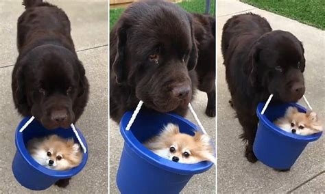 What is the proper way to carry a dog? Big dog carries his tiny pooch pal around in a bucket ...