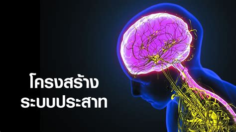 ระบบประสาท