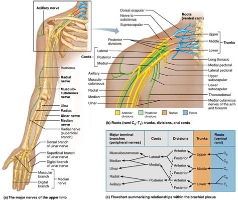 Spinal Nerves Nerve Anatomy Brachial Axillary Nerve