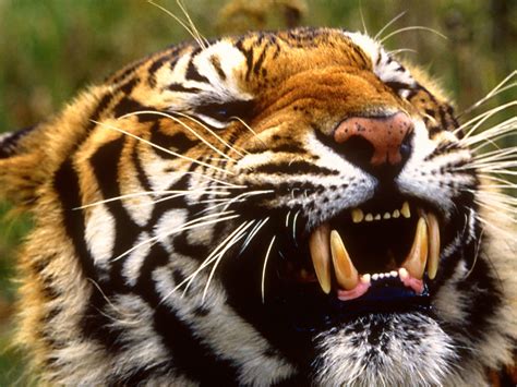 Bengal Tiger Information Animals Blog