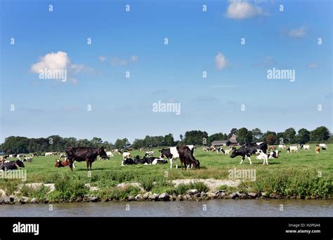 Green Field Cows Hi Res Stock Photography And Images Alamy