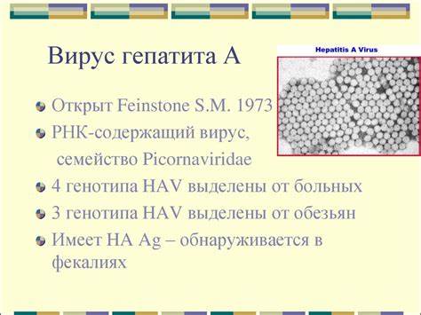 Вирусные гепатиты стол диета Вирусные гепатиты А и Е - презентация онлайн Вирусные гепатиты А и Е - презентация онлайн Вирусные гепатиты стол диета