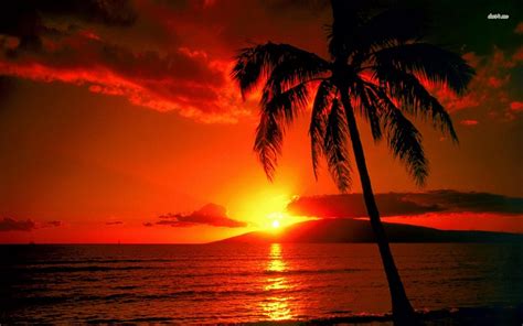 Hawaii Beach Sunset Pink Image Wallpapers For Hawaiian Sun