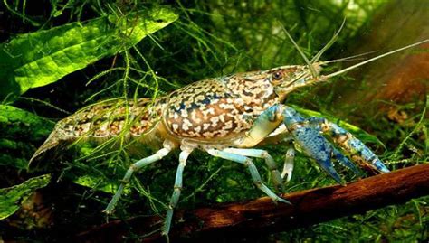 Procambarus Virginalis νέο είδος καραβίδας αποτελείται μόνο από