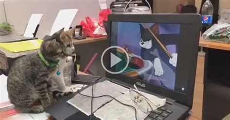 These Two Cats Watching Tom And Jerry Is The Sweetest Thing Twistedsifter