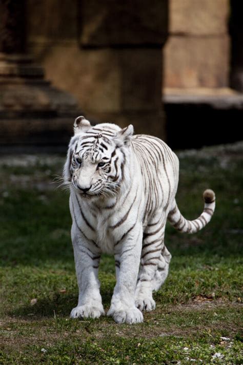 White Tiger Walking Clippix Etc Educational Photos For Students And