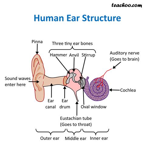 Structure And Function Of Human Ear With Diagram Teachoo Diagram