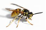 Wasp In House