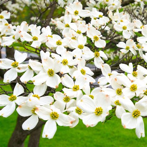 White Flowering Dogwood Trees For Sale