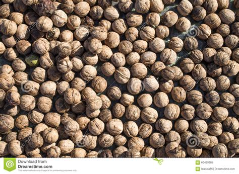 Heap Of Whole Freshly Picked Walnuts Stock Image Image Of Freshly