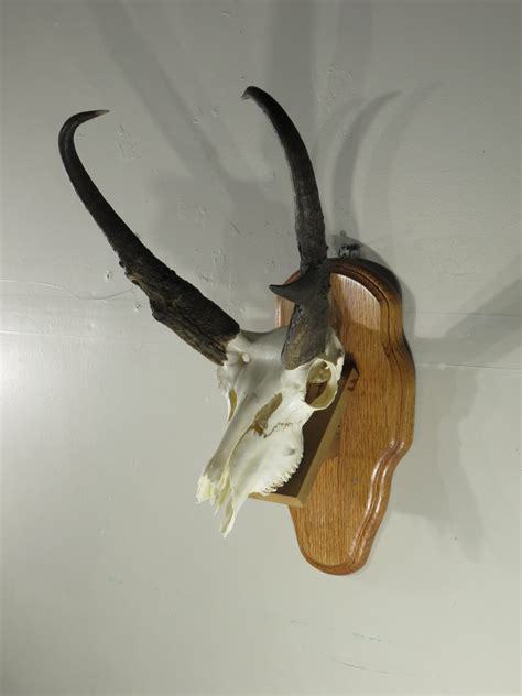 Deer and antelope in my shop take about 3 months to properly degrease the skull. Pronghorn Antelope European mount on shelf plaque. A-129E ...