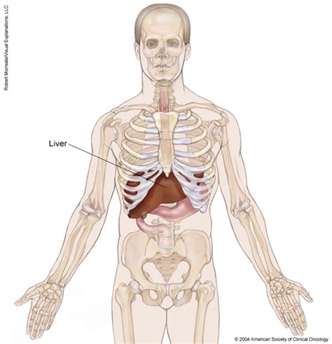 The rib cage is collectively made up of long, curved individual bones with. Liver Cancer: Medical Illustrations | Cancer.Net