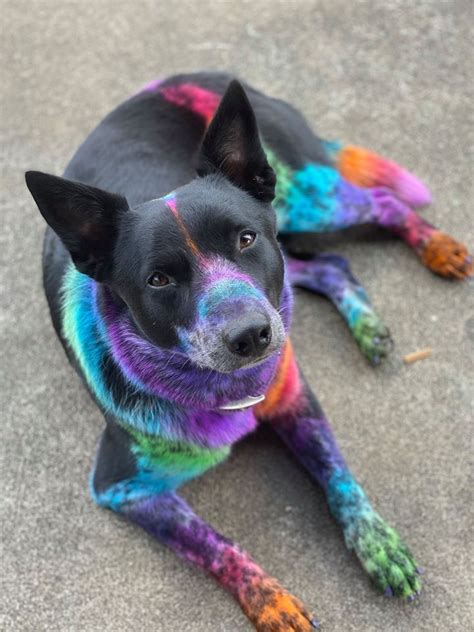 Opawz Permanent Dye For Dog And Horse Dog Dye Dog Hair Dye Rainbow Dog