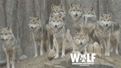 The Wolf Conservation Center Streamlabs Charity