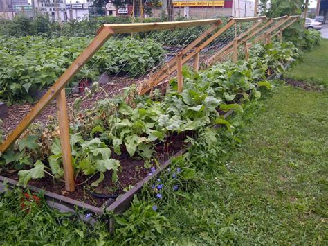 50 pergola design ideas transform outdoors completely diy. how to build a cucumber trellis | shade trellis this ...