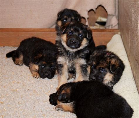 What And How To Feed 3 Week Old German Shepherd Dog