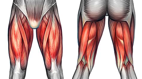 Study 14 hip/upper thigh muscles flashcards from colleen k. Upper Leg Muscles And Tendons : Muscles of posterior compartment of the leg. - Yodler Wallpaper