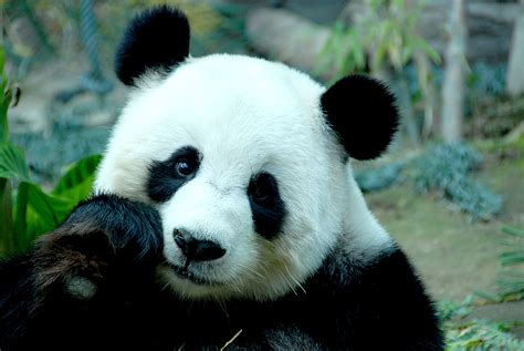 183 Panda Hd Wallpapers Backgrounds Wallpaper Abyss Page 4