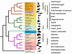 Gastblog macroevolutie – 2 | Gevormd uit Sterrenstof