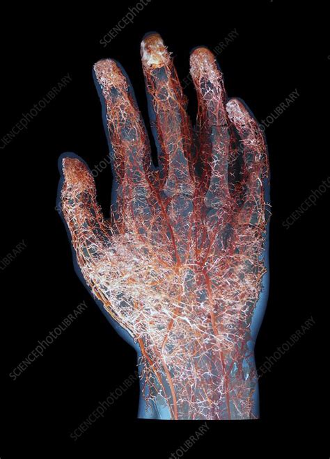 Human Hand Blood Vessels Composite Image Stock Image C0211962