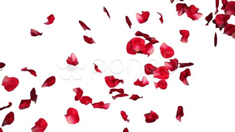 Red Rose Petals Falling