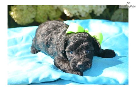 Aquata Schnoodle Puppy For Sale Near Chattanooga Tennessee