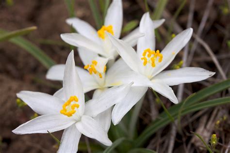 Leucocrinum Montanum Liliaceae Mountain Lily Brent Miller Flickr