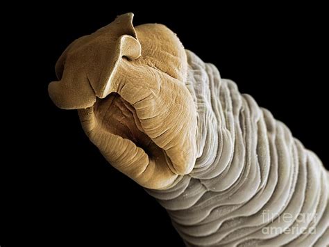 Tapeworm Head Photograph By Jannicke Wiik Nielsenscience Photo Library