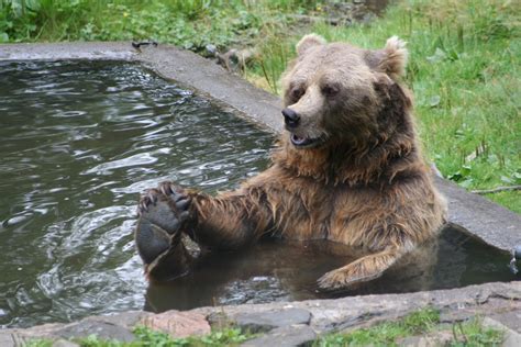 图片素材 野生动物 动物园 哺乳动物 动物群 棕熊 脊椎动物 大灰熊 狗品种组 沐浴熊 2496x1664
