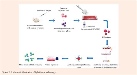 Figure 2 From Advances In Monoclonal Antibodies Production And Cancer