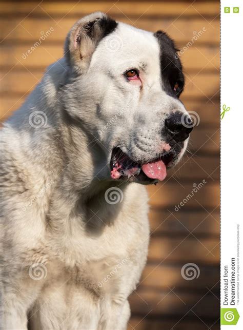 Youtube ( sivok kennel ). Alabai Dog Royalty Free Stock Photo - Image: 20518425
