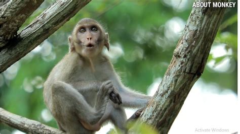 Million Pity Poor Baby Monkey Janna Hugcalling Mom Monkey Jane Come