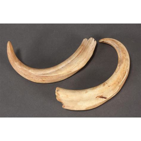 Pair Of 19cm Boar Tusks Natural History Industry Science And Technology