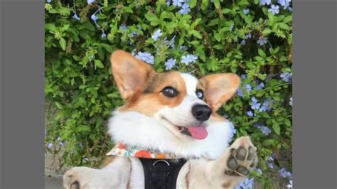 Corgi Corgi 😚😚😚 Youtube