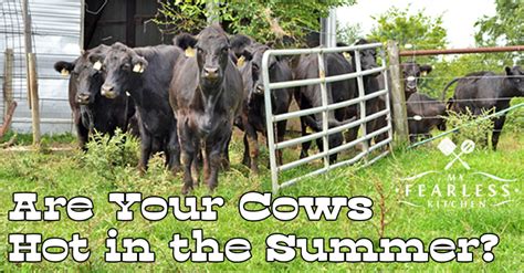 are your cows hot in the summer my fearless kitchen