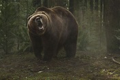 Foto de la película Territorio Grizzly - Foto 6 por un total de 9 ...