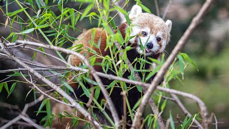 Download Wallpaper 2560x1440 Red Panda Tongue Protruding Branches