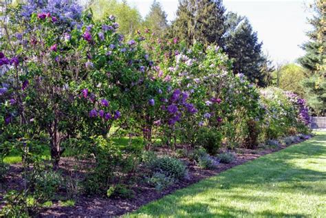 The Martha Stewart Blog Blog Archive My Blooming Lilacs Shade