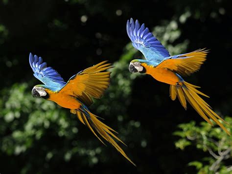 Two Parrots Fly During An Exotic Bird Show At The Magical Nature Tour