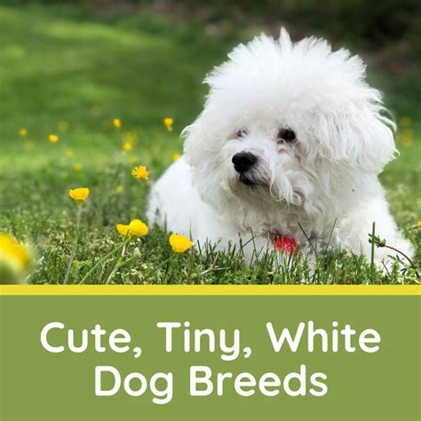 5 Really Cute Small White Dog Breeds Pethelpful