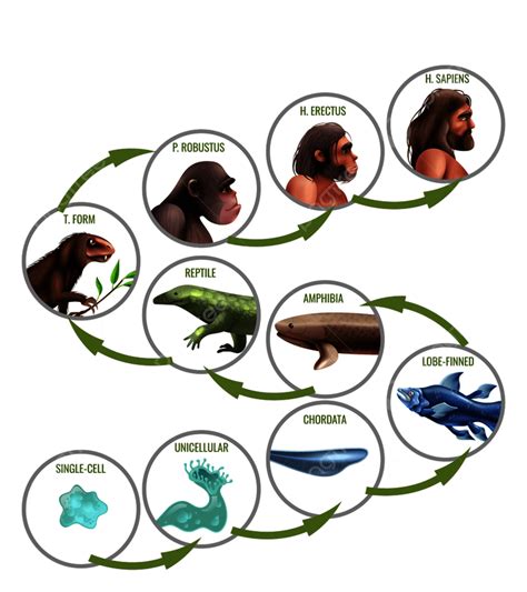 Infografía De Evolución Humana Con Etapas De Desarrollo Desde Una Sola