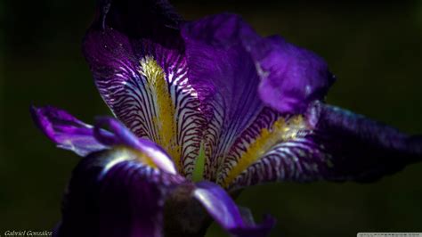 Iris Flower Wallpapers Top Free Iris Flower Backgrounds Wallpaperaccess