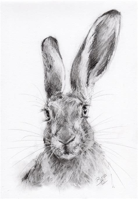 Original A4 Wildlife Pencil Sketch Of A Hare 1106×1600 Charcoal