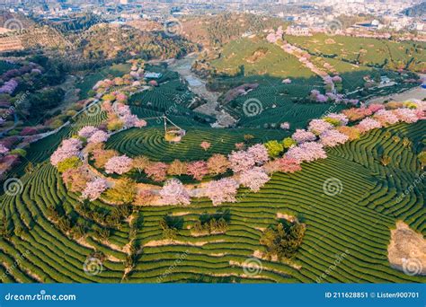 Aerial View Of Traditional Chinese Tea Garden With Blooming Cherry